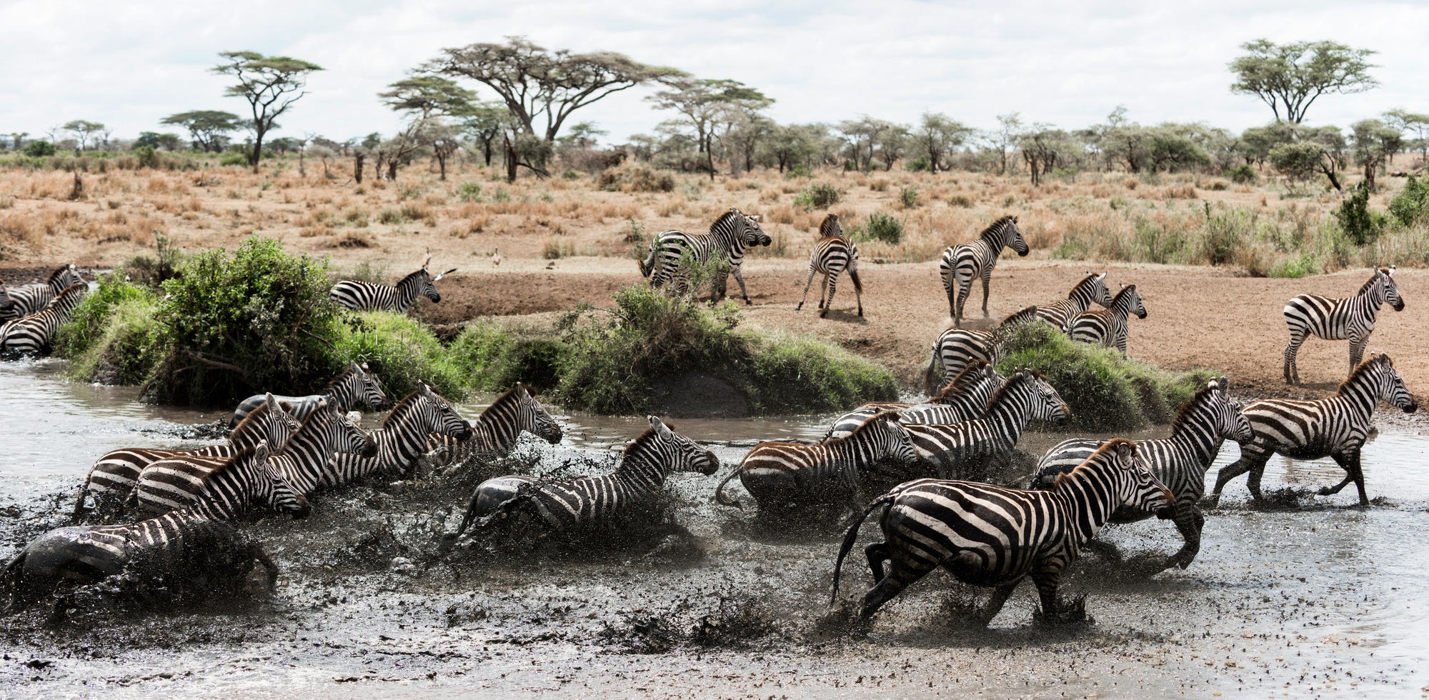 Herd of zebra galloping in a river, Serengeti, Tanzania, Africa