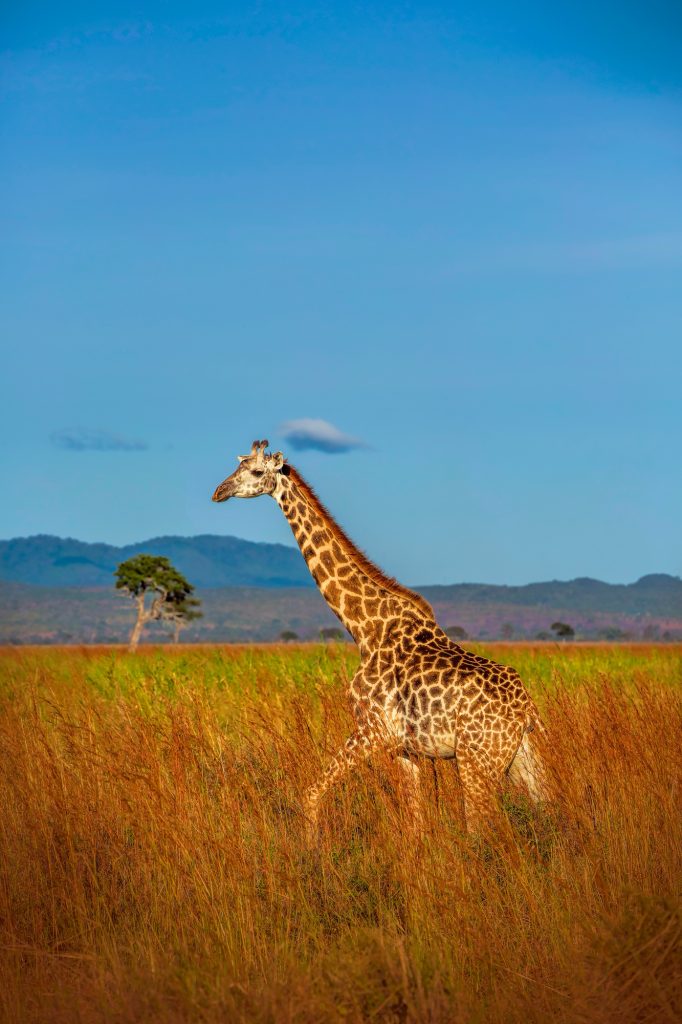 Wild African giraffe in Tanzania
