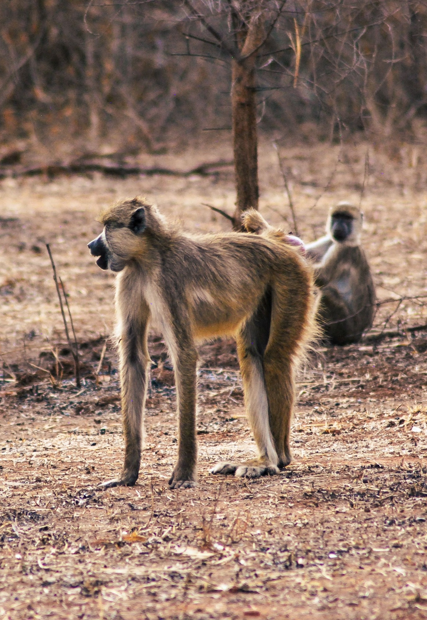 Baboon Ruaha through a lush, dense jungle