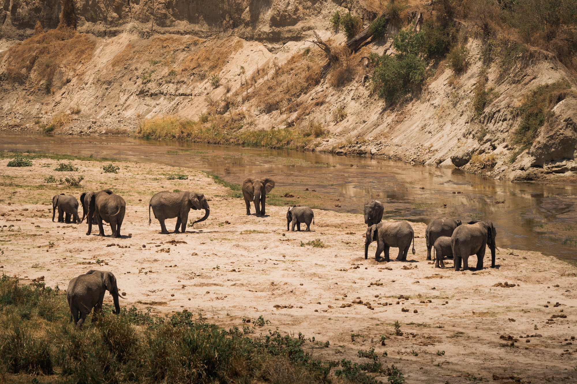 Elephants drinking and grazing along tarangire river in tanzania, africa