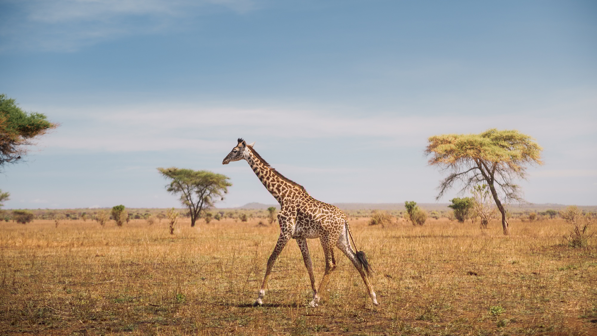 Giraffe walking in tarangire national park, tanzania, africa