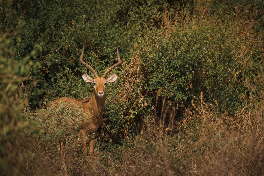 Impala standing in the bush in lake manyara national park