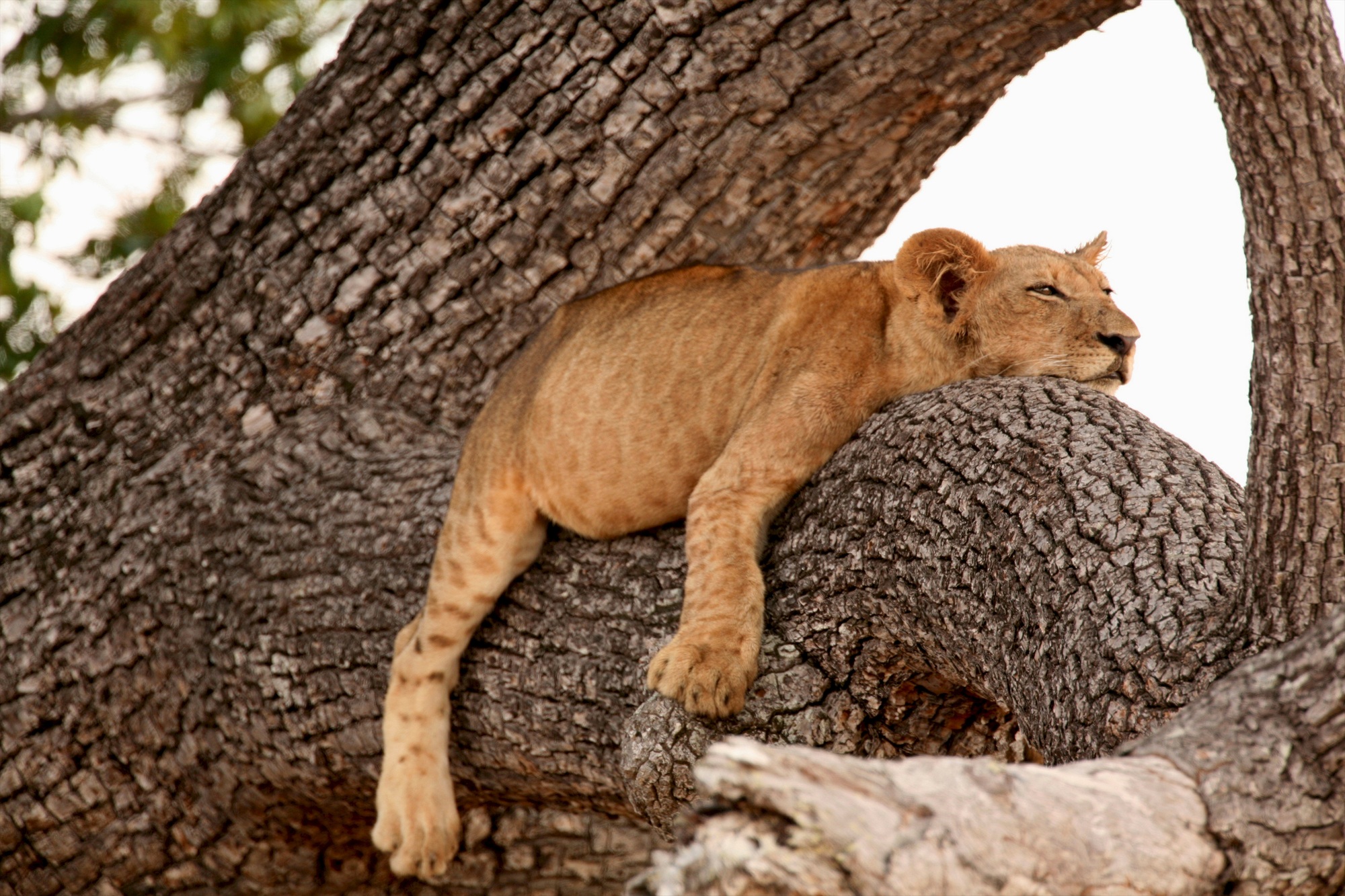 Lion (Panthera leo) cub sleeping in tree, Selous National Park, Tanzania, Africa