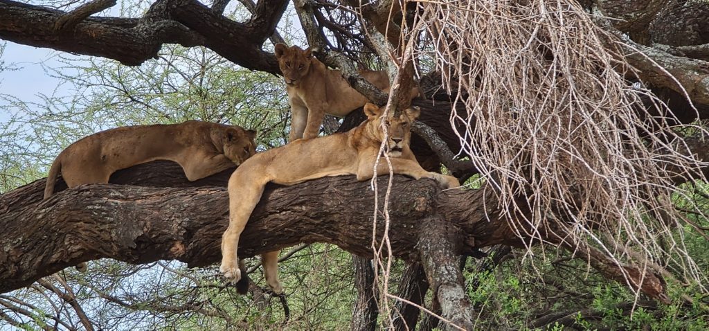Lions in a tree Lake Manyara National Park