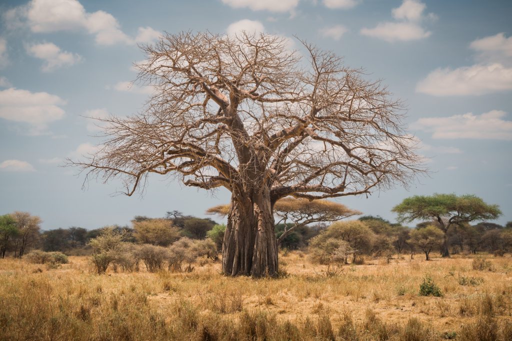 Majestic baobab tree dominating the african savannah in tarangire national park, tanzania