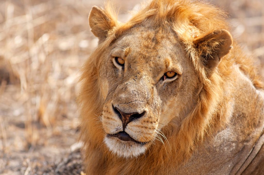Wild lion