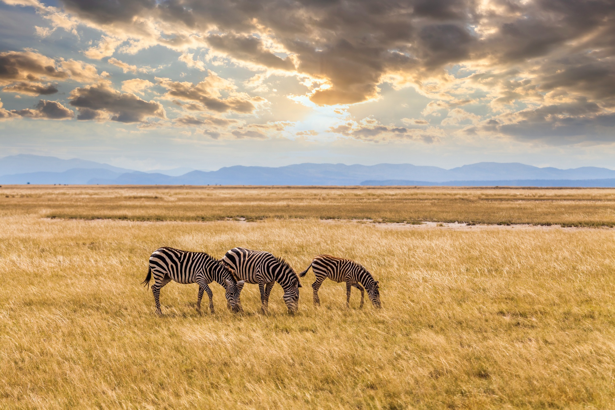 Wild zebras on the African savannah at sunset. Kenya