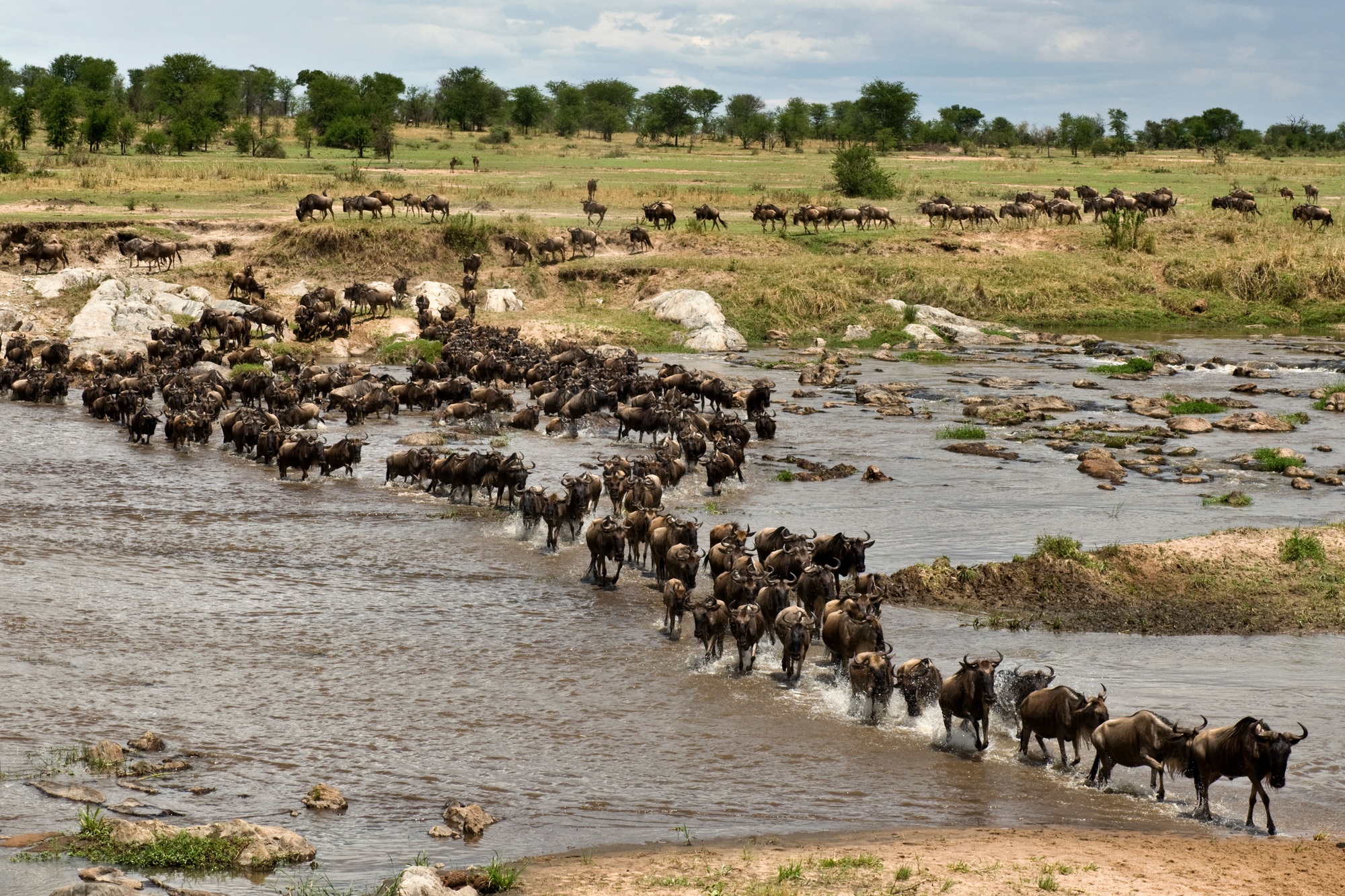 Wildebeest, crossing river Mara, Serengeti National Park, Serengeti, Tanzania, Africa