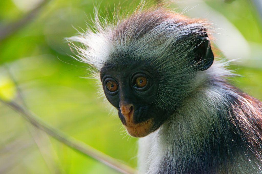 Zanzibar red colobus